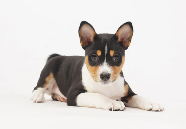 Basenji Stock Photo