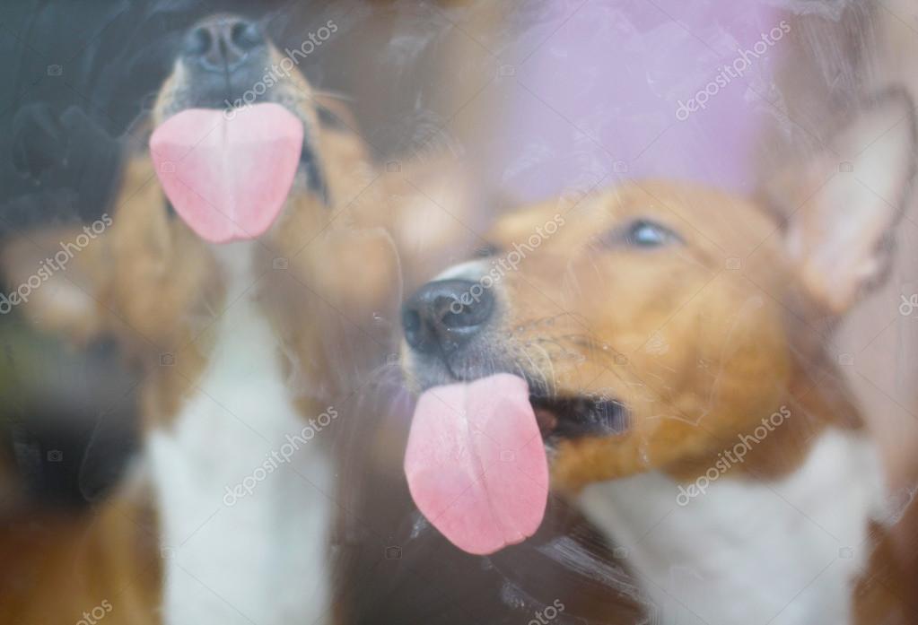 Why Is My Dog Licking The Window