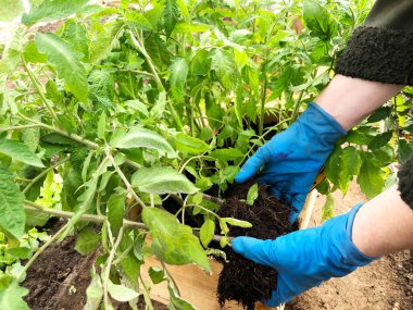 Bahçede çalış. Toprağa domates filizleri ekiyorum. Tahta bir kutuda domates tohumları. Doğal ürün, çevre dostu bitkiler.