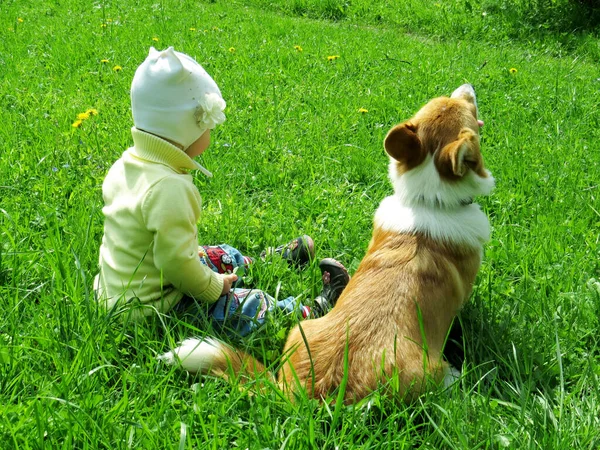 Child Walk Dog Korgi Breed Child Dog Sit Grass — Stock Photo, Image