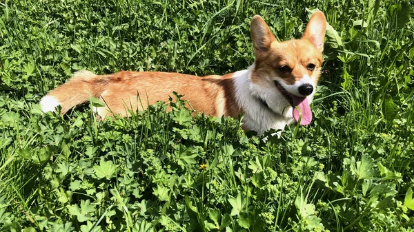 Tall Green Grass Dog Corgi Breed Dog Walk — Stock Photo, Image