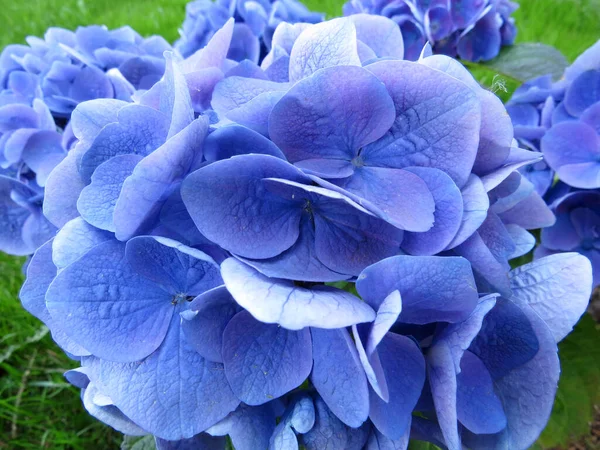 Blå Hortensia Blommor Närbild Blommig Bakgrund — Stockfoto