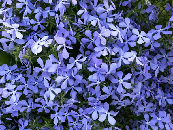 Szubulálja Phlox Esmerald Blue Gyönyörű Virág Háttér — Stock Fotó