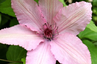 Pembe klematis çiçeği yakın plan. Güzel çiçek arkaplanı
