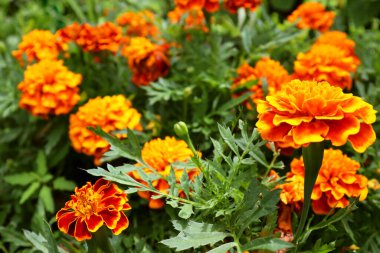 Bahçedeki güzel bir takvim çiçeğine (Tagetes erecta, Meksika, Aztek veya Afrika kadife çiçeği) yakın durun. Güzel çiçek arkaplanı. Seçici odak