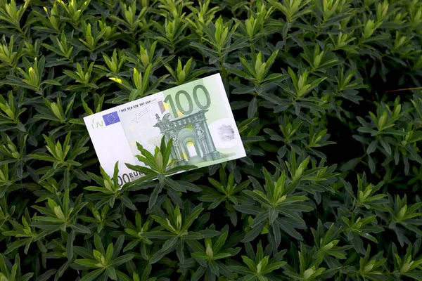 Euros in the grass on the lawn. Green money on green background