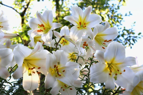 Fehér Liliom Lilium Regale Kertben Nyáron Gyönyörű Virágos Háttér Szelektív — Stock Fotó