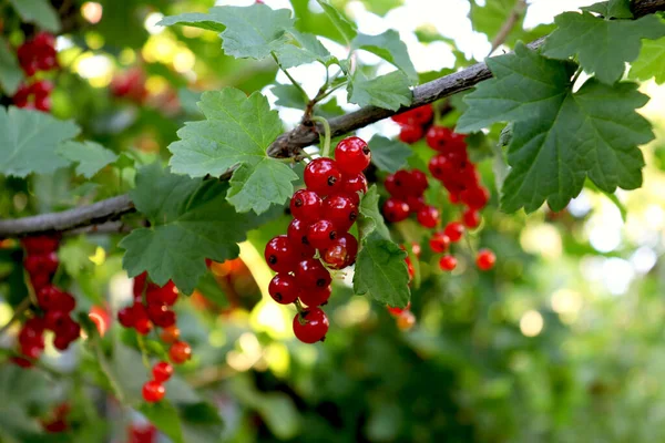 Groseilles Rouges Sur Une Branche Dans Jardin Bouquets Groseilles Rouges — Photo