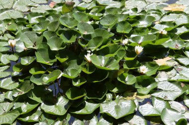 Gölette beyaz çiçekli nilüferler 