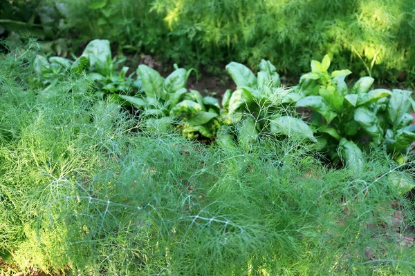 Ekologisk Gård Jordbruk Dill Och Spenat Grönt Trädgården Selektiv Fokusering — Stockfoto