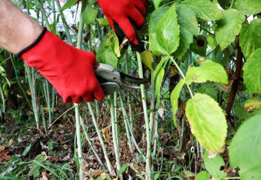 Ahududu fidanı buduyorum. Sonbahar bahçe işleri. Eldivenli eller ve kesiciler