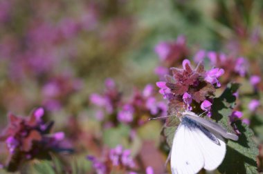 Mor çiçekte beyaz kelebek.