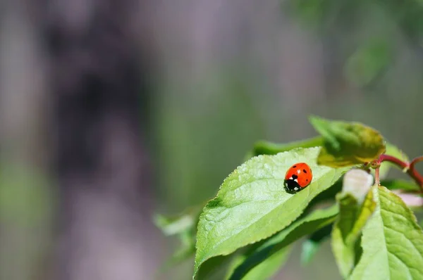 Coccinelle Sur Une Feuille Verte Fond Violet — Photo