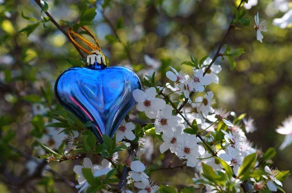 Блакитне Серце Гілці Вишневого Цвіту — стокове фото