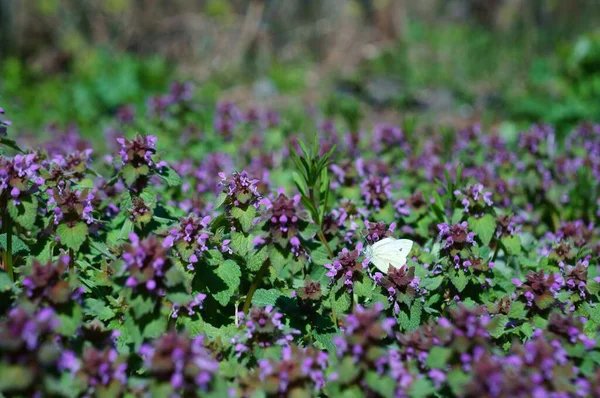 Mariposa Blanca Sobre Una Flor Púrpura —  Fotos de Stock