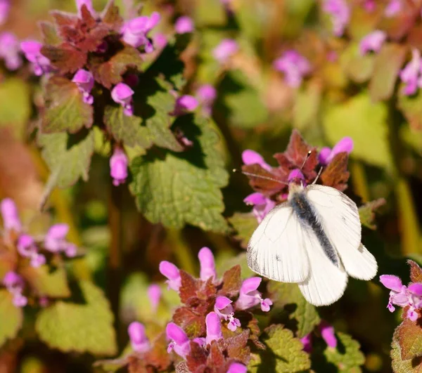 Mor Çiçekte Beyaz Kelebek — Stok fotoğraf