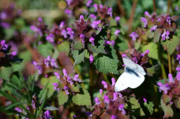 Mariposa Blanca Sobre Una Flor Púrpura —  Fotos de Stock