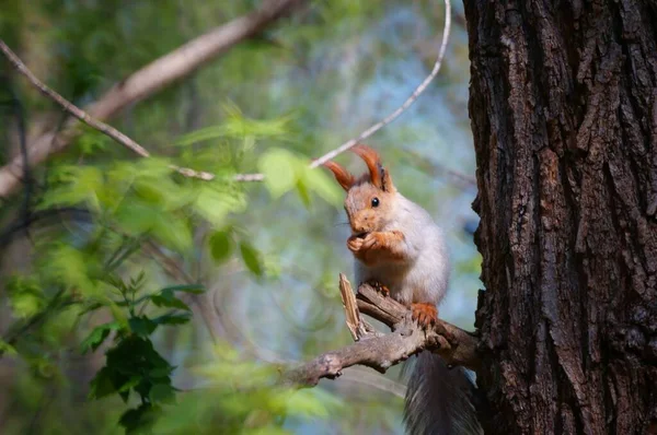 Fluffig Ekorre Trädgren Djur Naturen — Stockfoto