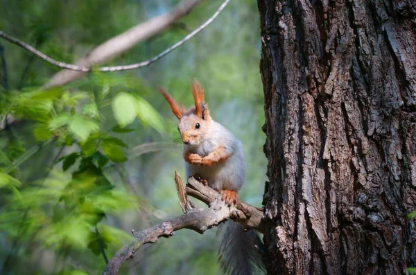 木の枝にふわふわのリス 自然界の動物 — ストック写真