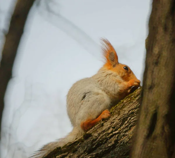松软的松鼠在树枝上 自然界中的动物 — 图库照片