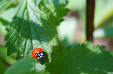 Renkli bir arka planda uğur böceği. Doğadaki böcekler.