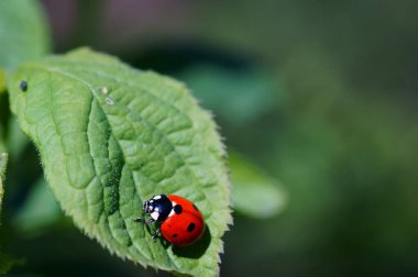Renkli bir arka planda uğur böceği. Doğadaki böcekler.