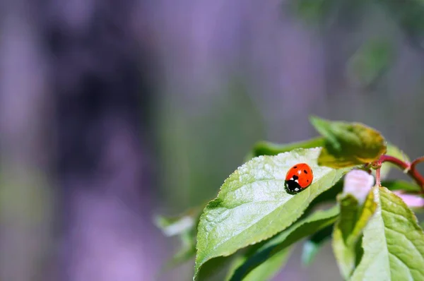 Ladybug Colored Background Insects Nature — Stock Photo, Image