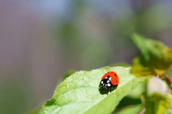 Marienkäfer Auf Farbigem Hintergrund Insekten Der Natur — Stockfoto