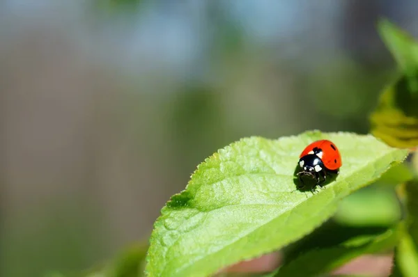 Coccinelle Sur Fond Coloré Les Insectes Dans Nature — Photo