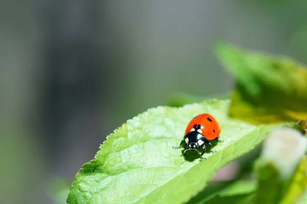 Ladybug Een Gekleurde Achtergrond Insecten Natuur — Stockfoto