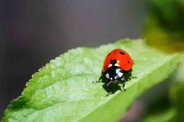 Marienkäfer Auf Farbigem Hintergrund Insekten Der Natur — Stockfoto