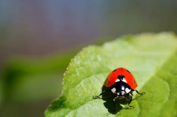 Marienkäfer Auf Farbigem Hintergrund Insekten Der Natur — Stockfoto