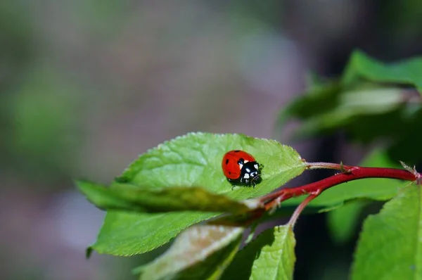 Mariquita Sobre Fondo Color Insectos Naturaleza — Foto de Stock