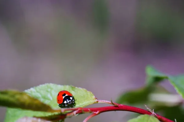 Mariquita Sobre Fondo Color Insectos Naturaleza — Foto de Stock