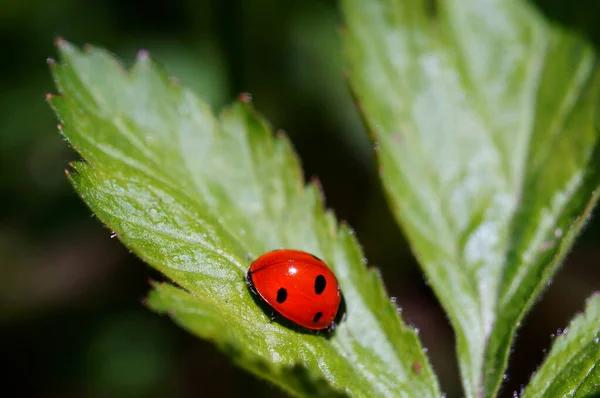 Marienkäfer Auf Farbigem Hintergrund Insekten Der Natur — Stockfoto