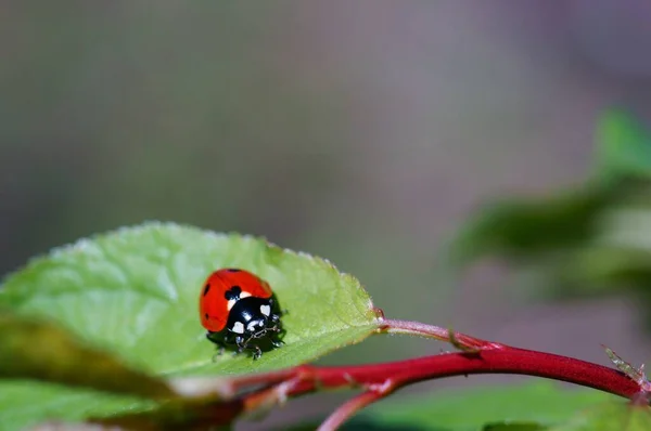 Coccinelle Sur Fond Coloré Les Insectes Dans Nature — Photo