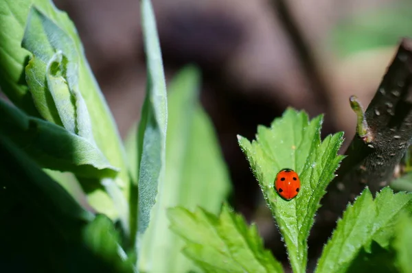 Ladybug Colored Background Insects Nature — Stock Photo, Image