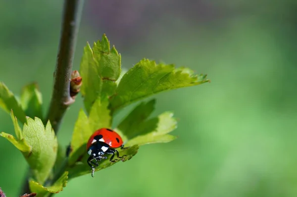 Mariquita Sobre Fondo Color Insectos Naturaleza — Foto de Stock