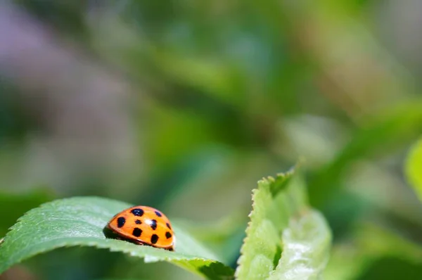 Coccinelle Sur Fond Coloré Les Insectes Dans Nature — Photo