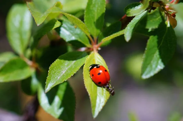 Marienkäfer Auf Farbigem Hintergrund Insekten Der Natur — Stockfoto