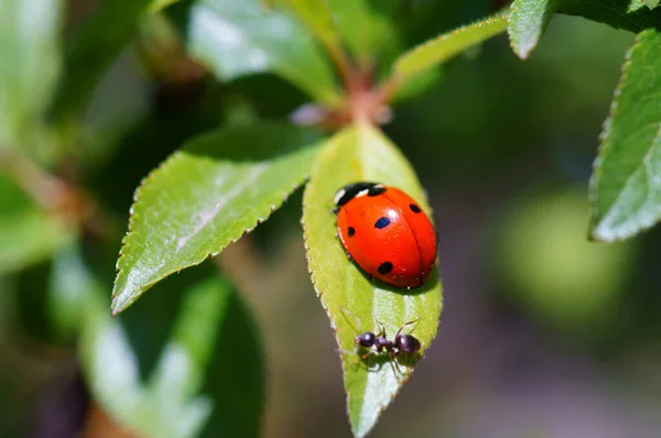 Coccinelle Sur Fond Coloré Les Insectes Dans Nature — Photo