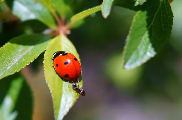 Ladybug Een Gekleurde Achtergrond Insecten Natuur — Stockfoto