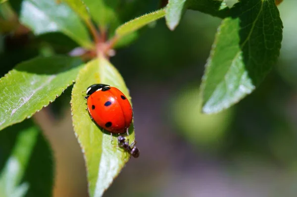 Coccinelle Sur Fond Coloré Les Insectes Dans Nature — Photo