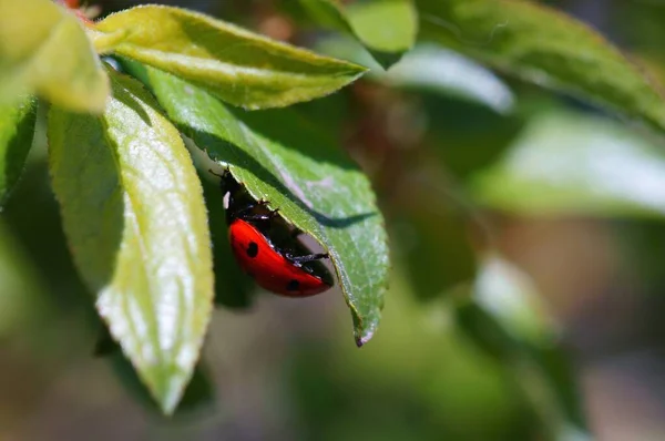 Marienkäfer Auf Farbigem Hintergrund Insekten Der Natur — Stockfoto