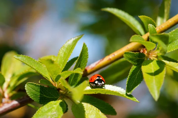 Marienkäfer Auf Farbigem Hintergrund Insekten Der Natur — Stockfoto