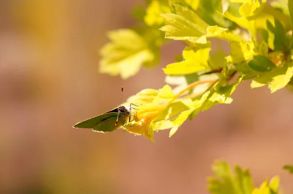 Renkli Bir Arka Planda Kır Çiçeklerinde Kelebek — Stok fotoğraf