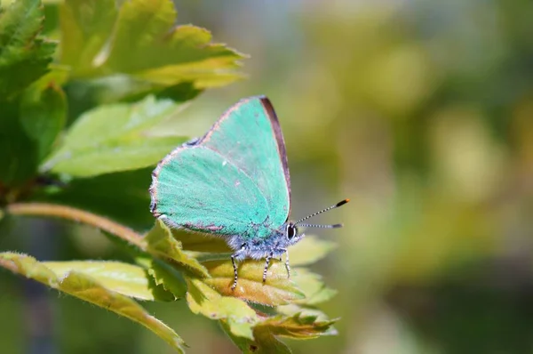 Fjäril Vilda Blommor Färgad Bakgrund — Stockfoto