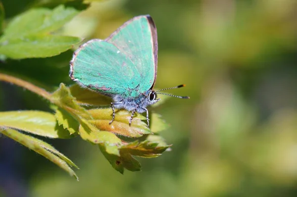 蝴蝶在有色背景的野花中飞翔 — 图库照片