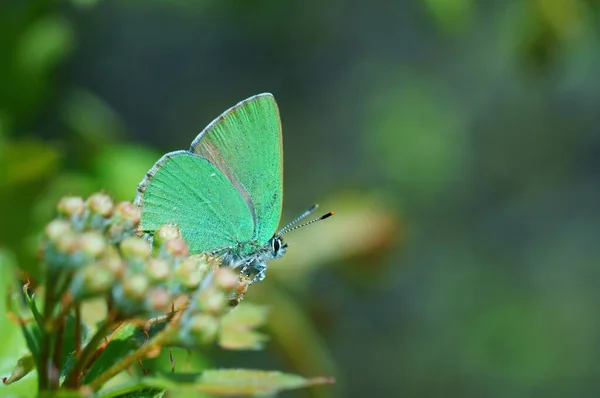 Papillon Dans Les Fleurs Sauvages Sur Fond Coloré — Photo