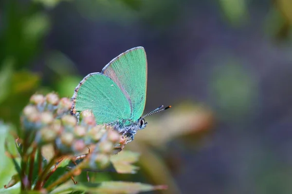 Borboleta Flores Silvestres Fundo Colorido — Fotografia de Stock